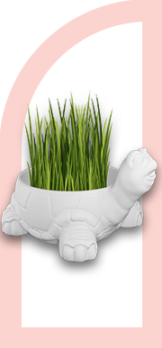 سبزه هفت سین